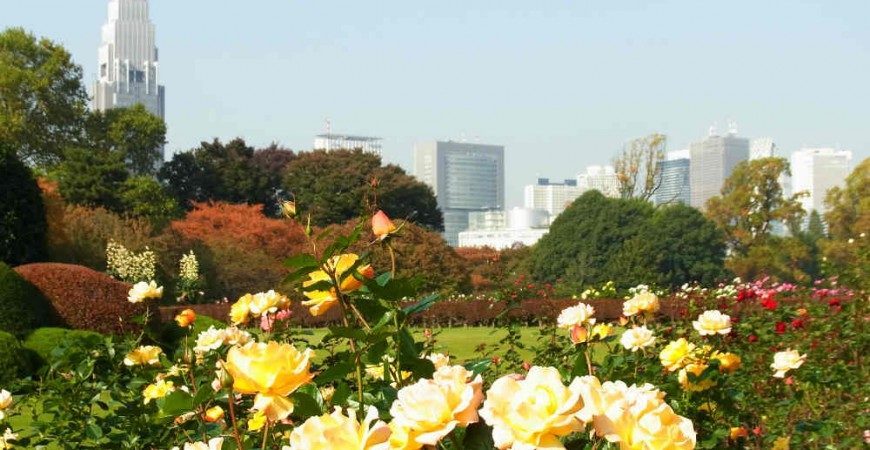 Gardens and Shrubbery