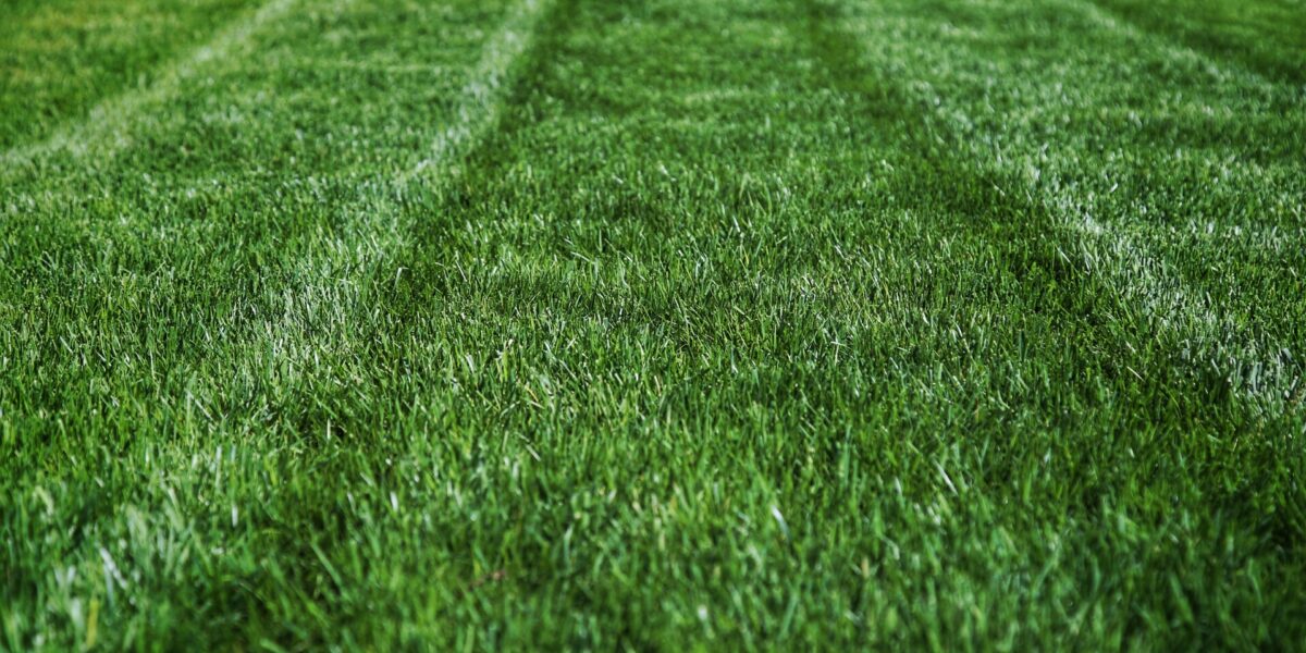Lawn Maintenance