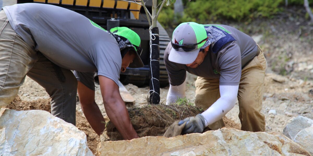 Planting