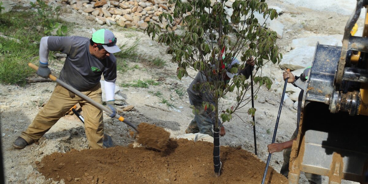 Planting