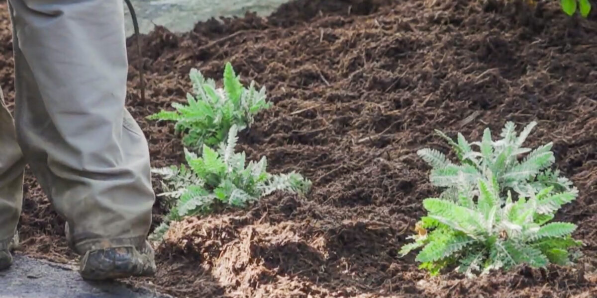 Mulch & Pine Straw